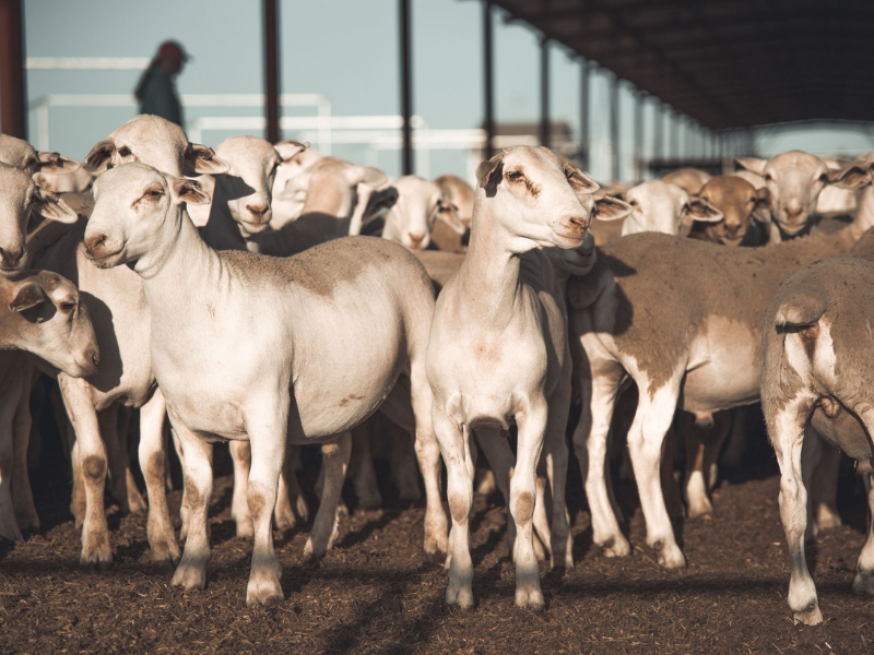 Sheep