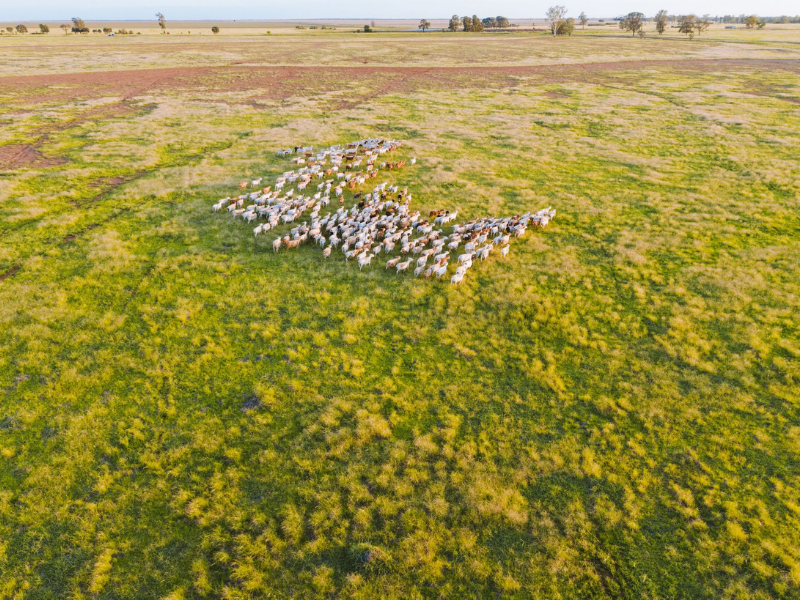Sheep Grazing - Coggan Farms aerial view of sheep grazing