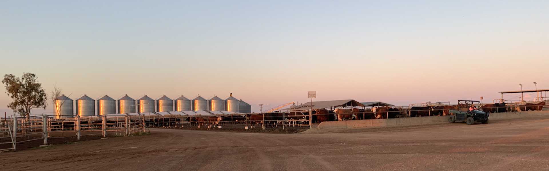 cattle in enclosure, silo in the background
