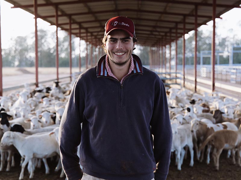 Vet Student in Shed aerial view of sheep grazing