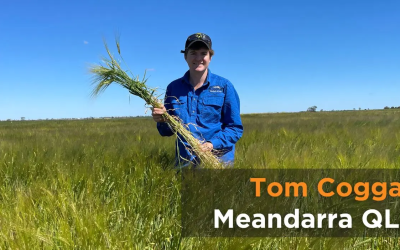 Paddock Perspectives | Coggan Farms QLD