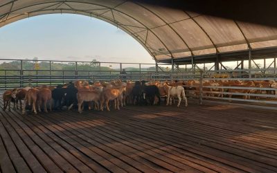 World-first live sheep to PNG